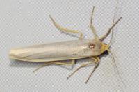 Eilema caniola
