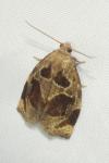 Archips crataegana