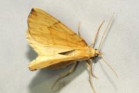 Gandaritis pyraliata