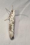 Yponomeuta irrorella