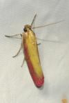 Oncocera semirubella