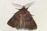 Rusina ferruginea