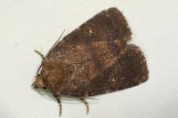 Rusina ferruginea