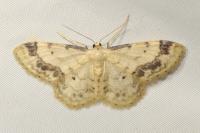 Idaea trigeminata