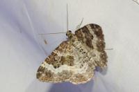 Epirrhoe alternata