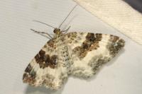 Epirrhoe rivata