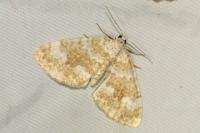 Perizoma flavofasciata
