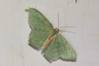 Hemithea aestivaria