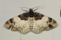 Catarhoe cuculata