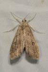 Parapoynx stratiotata