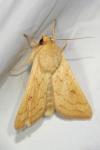 Mythimna vitellina