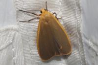 Katha depressa