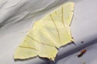 Ourapteryx sambucaria