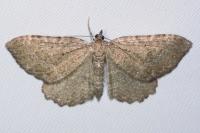 Philereme vetulata
