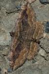 Philereme transversata