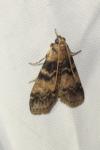 Euzophera pinguis