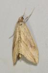 Evergestis forficalis