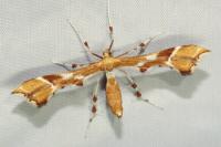 Cnaemidophorus rhododactylus