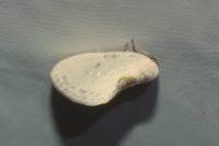 Cilix hispanica
