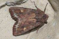 Lacanobia oleracea