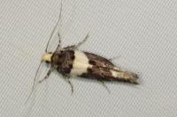 Recurvaria leucatella