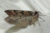 Catarhoe rubidata