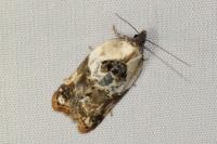 Acleris variegana