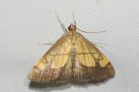 Evergestis limbata