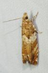Epinotia abbreviana