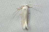 Opostega salaciella