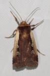Ochropleura plecta