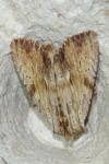 Apamea lithoxylaea