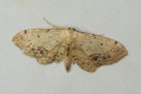Idaea dimidiata
