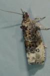 Hedya nubiferana