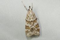 Scoparia pyralella