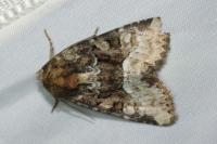 Oligia strigilis