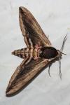 Sphinx ligustri