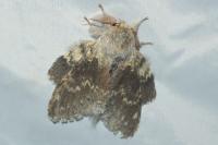 Stauropus fagi