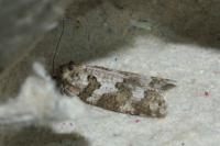 Cnephasia