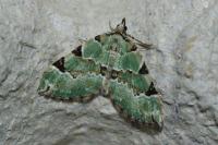 Colostygia pectinataria