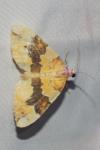 Cidaria fulvata