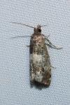 Notocelia trimaculana