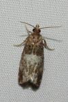 Notocelia trimaculana