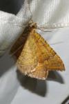 Camptogramma bilineata