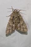 Acronicta rumicis