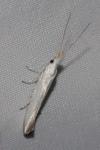 Coleophora