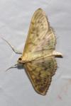 Patania ruralis