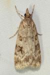 Scoparia