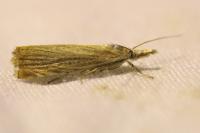 Chrysoteuchia culmella