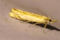 Crambus pascuella